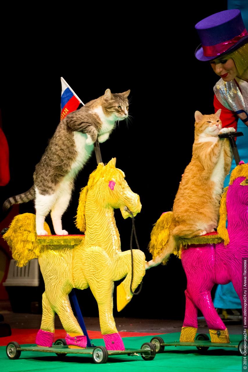 театр кошек куклачева основная сцена