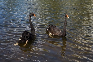 Лебеди на Быковом болоте. © Зеленоград24, Жанна Озерина