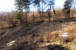 Под Зеленоградом потушили первый лесной пожар в этом году