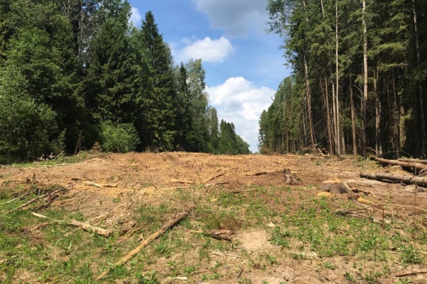 Вырубленные полосы в лесу возле Поварово. Фото с сайта activatica.org