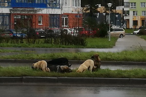 Бездомные собаки в 23 микрорайоне. Фото Надежды Боевой