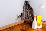 Причины появления черной плесени в квартире на стене и потолке