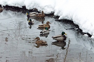 Зимний учет водоплавающих птиц. Фото: Борис Никонов