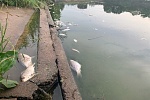 Массовая гибель рыбы произошла в Рузинском пруду рядом с Зеленоградом