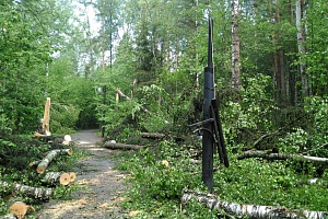 Поваленные ураганом деревья в лесу между 4 и 12 микрорайонами. Фото Марии Дубровской