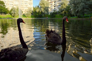 Лебеди на Быковом болоте. Фото: matushkino.mos.ru