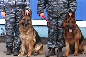 Сотрудники полиции со служебно-розыскными собаками. Фото: УВД Зеленограда