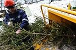 В Зеленограде работают 20 пунктов утилизации елок