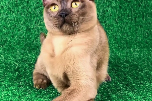 Окрасы бурманских кошек какие бывают - Пресс-релизы - Зеленоград24