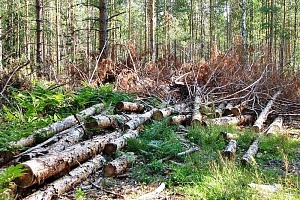 Поврежденные короедом деревья в лесопарке Зеленограда