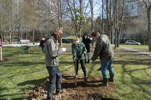 Посадка деревьев: Фото: Зеленоградская дирекция ГПБУ «Мосприрода»