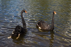 Два лебедя на Быковом болоте. © Зеленоград24, Жанна Озерина