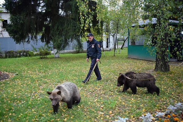 Найденные два года назад медвежата. Фото УВД Зеленограда