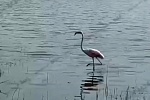 На пруду рядом с Ленинградкой заметили розового фламинго