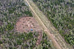 Защитники леса вокруг Зеленограда обратились к президенту Путину