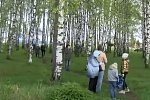 Власти Солнечногорска обещают сохранить березовую рощу в Алабушево