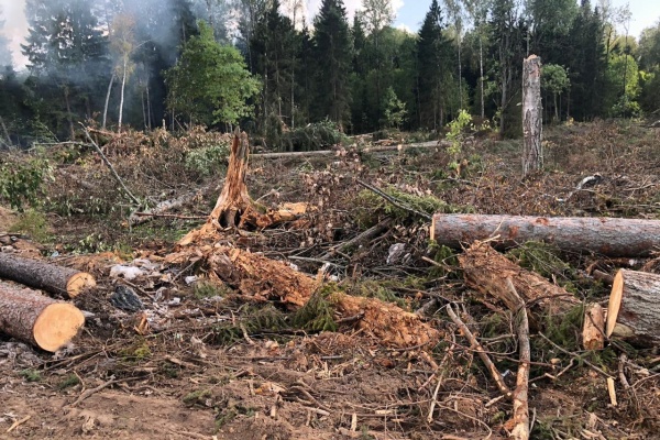 Вырубка леса в Поварово. Фото с сайта ecmo.ru