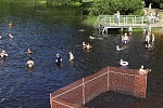 Во всех зеленоградских водоемах разрешили купаться