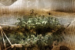 В Зеленограде поймали производителя марихуаны