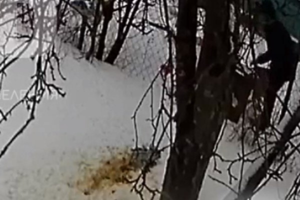 Сосед выливает помои во двор ветеранов. Кадр записи с камеры видеонаблюдения, опубликованной на сайте lifedd.ru