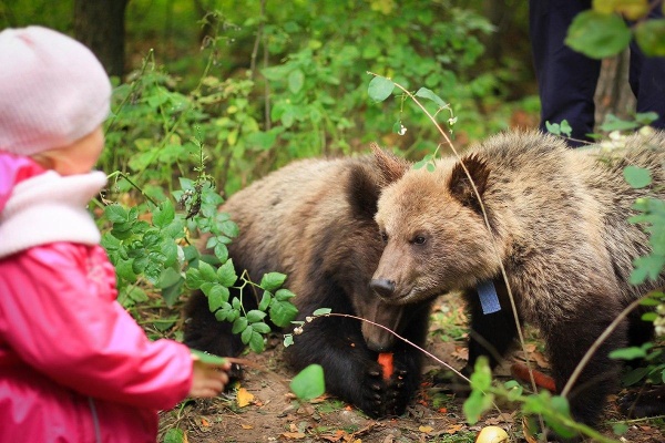 Найденные в Зеленограде медвежата. Сентябрь 2016 года.Фото Екатерины Степановой