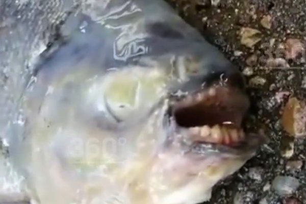 Рыбы с человеческими зубами. Кадр из видео телеканала «360»