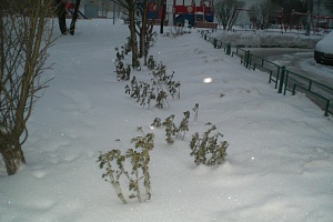 Высаженные розы. Фото «Зеленоград24»
