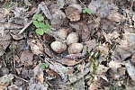 В Зеленограде обнаружили гнездо краснокнижного вальдшнепа