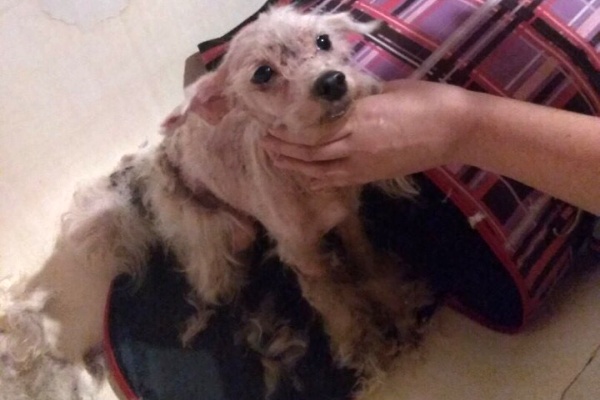 Одна  из выживших собак. Фото из сообщества «Потеряшки Зеленограда» в соцсети «ВКонтакте»