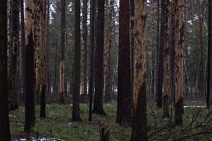 Деревья, пораженные жуком-короедом.Фото: vitusltd.ru