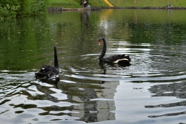 Лебеди на Быковом болоте. Фото с сайта zelao.ru