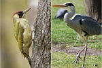 Зеленоград облюбовали три наиболее редкие в регионе птицы