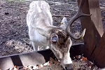 Глава семейства «Дома лани» в Зеленограде сбросил рога
