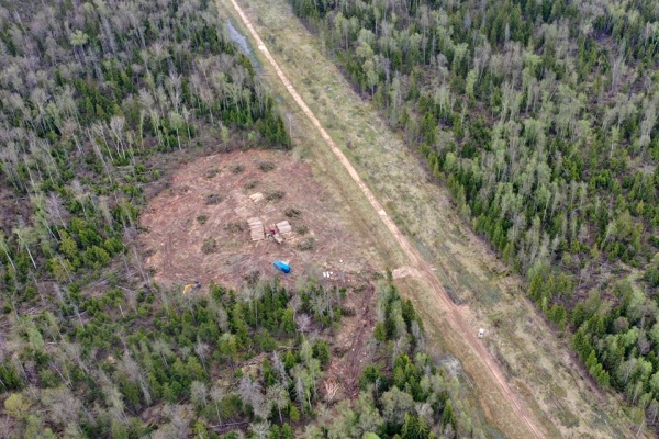 Участок вырубленного леса возле Алабушево. Фото предоставлено активистами