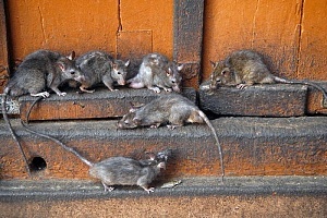 Крысы. Фото: givotnie.com