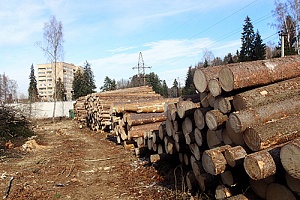 Вырубка леса в Менделеево. Фото: mendeleevo.ru