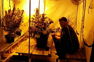 Задержанный мужчина в теплице с марихуаной. Фото УВД Зеленограда