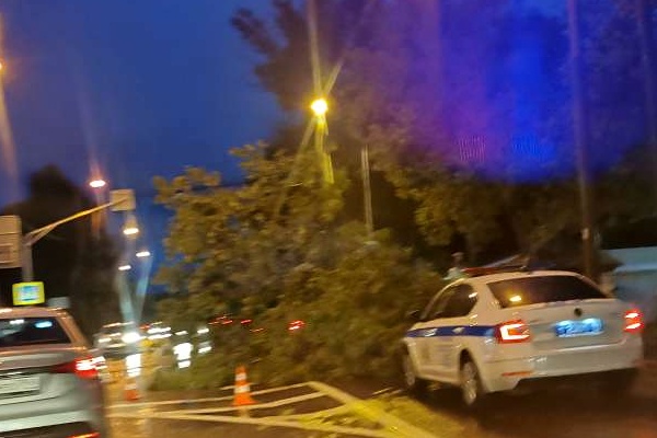 Поваленное ураганом дерево возле Старого моста. 8 июля. Фото прислал очевидец