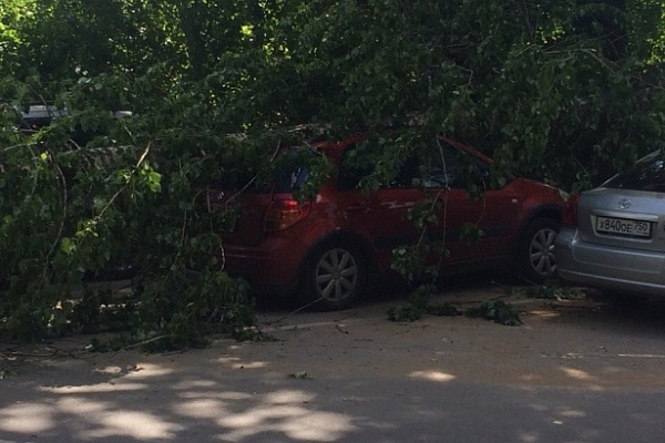 Кроссовер под упавшим деревом. Фото Данила Крылова из сообщества «ЗелАО AUTO | Зеленоград» в соцсети «ВКонтакте»