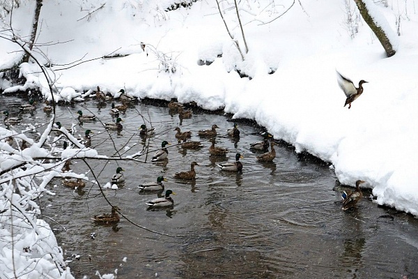 Водоплавающие птицы на реке Сходня в лесопарке Зеленограда. Фото: Борис Никонов