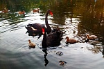 Семья лебедей на Быковом болоте пополнилась тремя птенцами