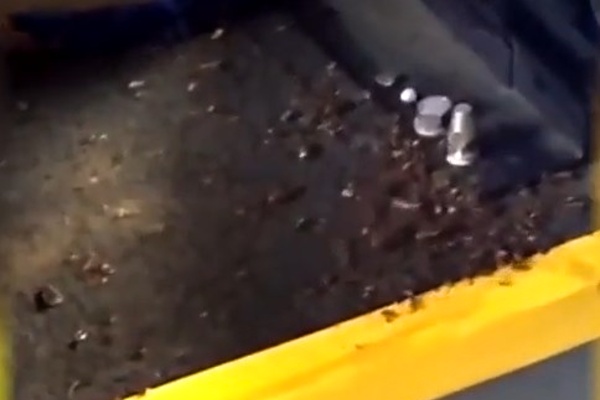 Тараканы под сиденьем автобуса. Кадр из видео очевидца