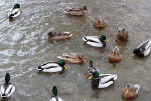 Водоплавающие птицы. Фото: Управление ООПТ Зеленограда