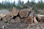Вокруг села Алабушево под Зеленоградом вырубят 88 га леса