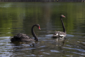 Два лебедя на Быковом болоте. © Зеленоград24, Жанна Озерина